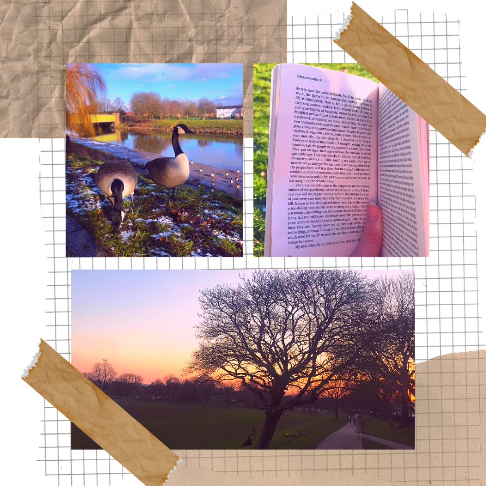 A collage of three images, one shows two geese by a river, one shows an open book and another a tree at sunset